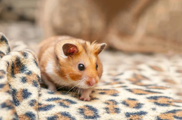 stock image Syrian hamster (Mesocricetus auratus) Golden hamster