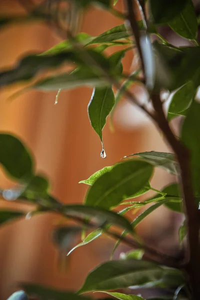 Bahar yeni yapraklar