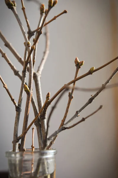 appartment taze ağaç bahar tomurcukları