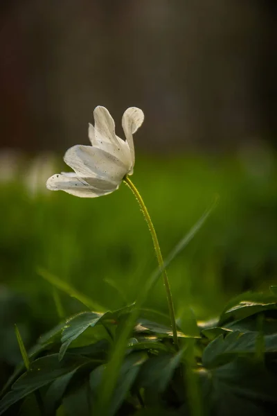 primeroses bahar şehirde