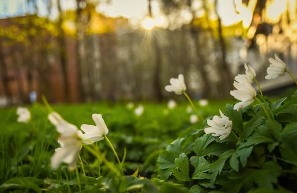 primeroses bahar şehirde