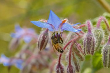 Hodan çiçek arıya