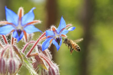Hodan çiçek arıya