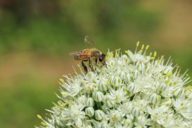 Soğan çiçek arıya