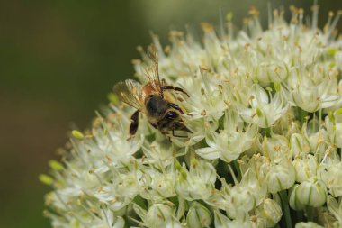 Soğan çiçek arıya
