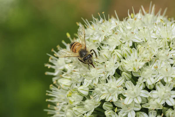 Soğan çiçek arıya
