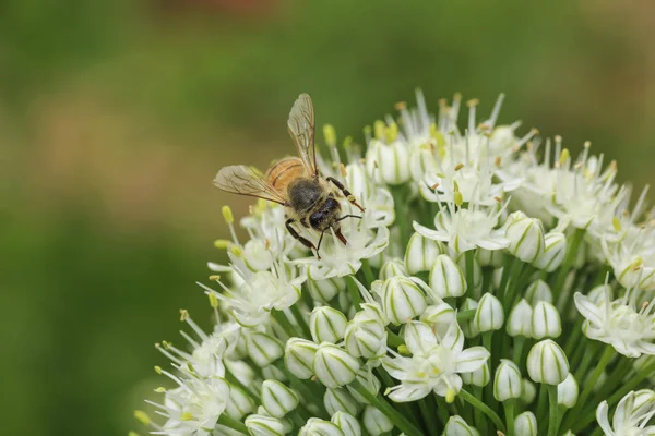 Bee on onion flowers
