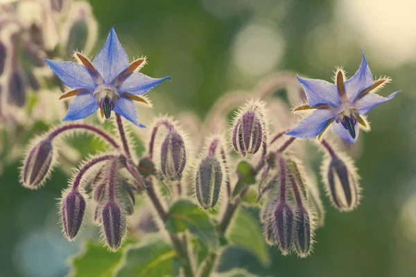 Borragem flores fechar — Fotografia de Stock