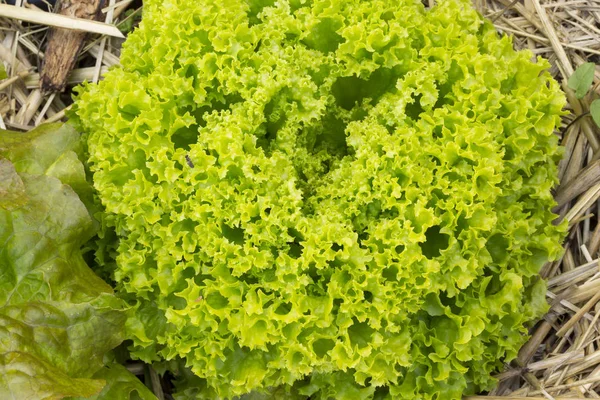 Zielona sałata kręcone — Zdjęcie stockowe