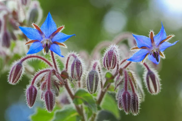 Fleurs de bourrache gros plan Images De Stock Libres De Droits