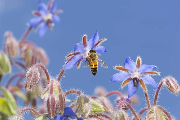 Fleurs de bourrache avec abeille Photo De Stock
