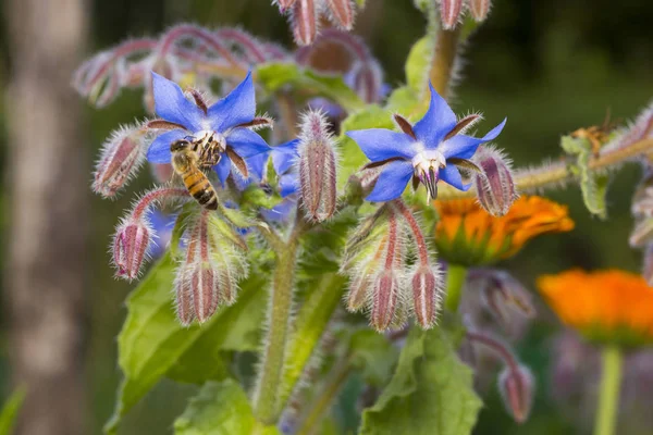 Fleurs de bourrache avec abeille Photos De Stock Libres De Droits