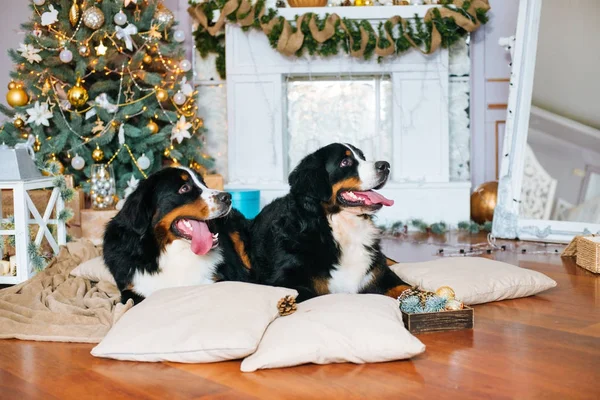 Two big dogs lie at home by the fireplace and Christmas tree