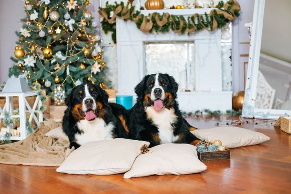 Dois Cães Grandes Estão Casa Junto Lareira Árvore Natal — Fotografia de Stock