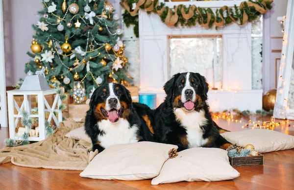Zwei Große Hunde Liegen Hause Kamin Und Weihnachtsbaum — Stockfoto