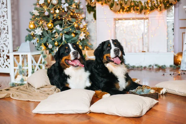 Dois Cães Grandes Estão Casa Junto Lareira Árvore Natal — Fotografia de Stock