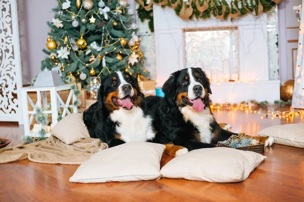 Dois Cães Grandes Estão Casa Junto Lareira Árvore Natal — Fotografia de Stock