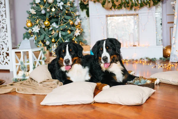 匹の大きな犬が暖炉とクリスマス ツリーで家庭でうそをつく — ストック写真