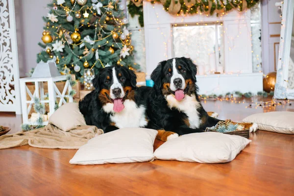 Twee Grote Honden Liggen Thuis Bij Open Haard Kerstboom — Stockfoto