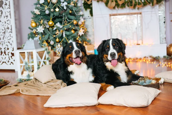 Dois Cães Grandes Estão Casa Junto Lareira Árvore Natal — Fotografia de Stock