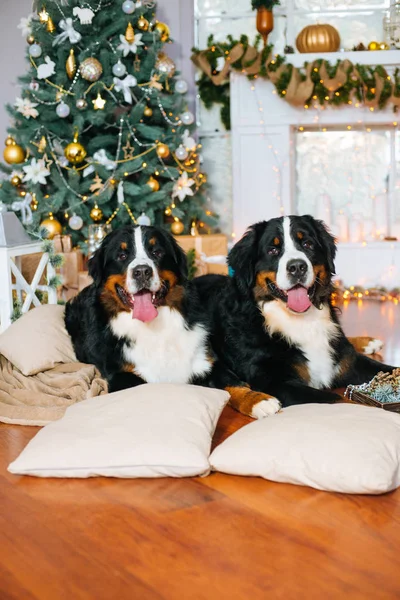 Twee Grote Honden Liggen Thuis Bij Open Haard Kerstboom — Stockfoto