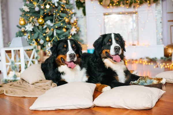 Dos Perros Grandes Yacen Casa Junto Chimenea Árbol Navidad — Foto de Stock