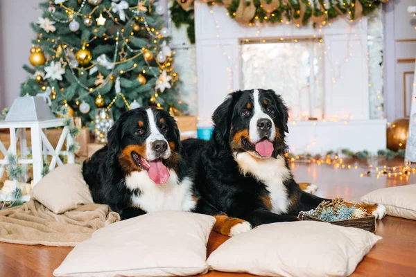 Twee Grote Honden Liggen Thuis Bij Open Haard Kerstboom — Stockfoto