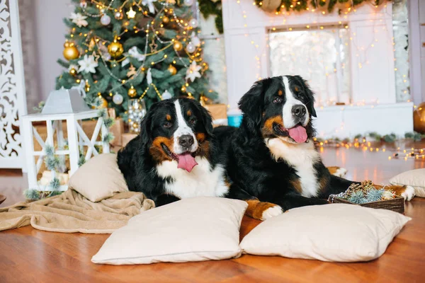 Two big dogs lie at home by the fireplace and Christmas tree