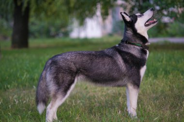  köpek yaz aylarında doğanın keyfini uzun otların içinde