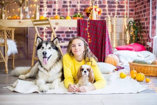 Cute teenage girl with blond curly hair in a studio with autumnal decorations with pumpkins and yellow leaves with a big malamute dog and a small dog. People and Dogs. Autumn mood