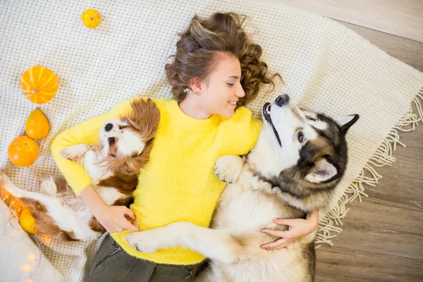 カボチャと黄色の葉で秋の装飾を持つスタジオで金髪の巻き毛を持つかわいい十代の女の子は 大きなMalamute犬と小さな犬を残します 人と犬 秋の気分 — ストック写真