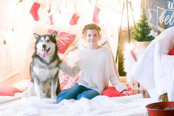 Cute teenage girl in a white knitted sweater plays with a dog Malamute in a room decorated for Christmas. Christmas mood. Happy New Year. Dogs and people