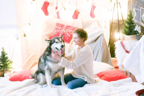 Cute teenage girl in a white knitted sweater plays with a dog Malamute in a room decorated for Christmas. Christmas mood. Happy New Year. Dogs and people