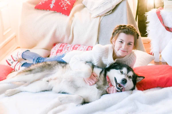 Cute teenage girl in a white knitted sweater plays with a dog Malamute in a room decorated for Christmas. Christmas mood. Happy New Year. Dogs and people