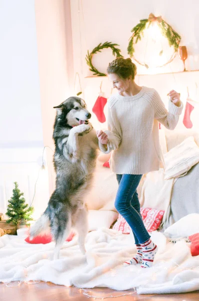Cute teenage girl in a white knitted sweater plays with a dog Malamute in a room decorated for Christmas. Christmas mood. Happy New Year. Dogs and people
