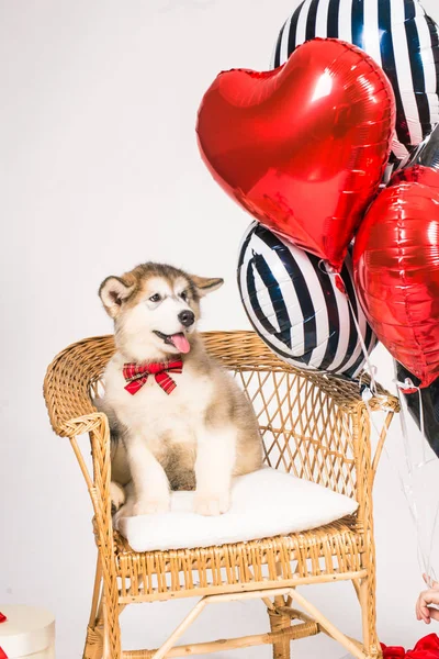 赤いハートの風船とギフトボックスが付いた白い背景にかわいいマラメイトの子犬 バレンタインデー — ストック写真