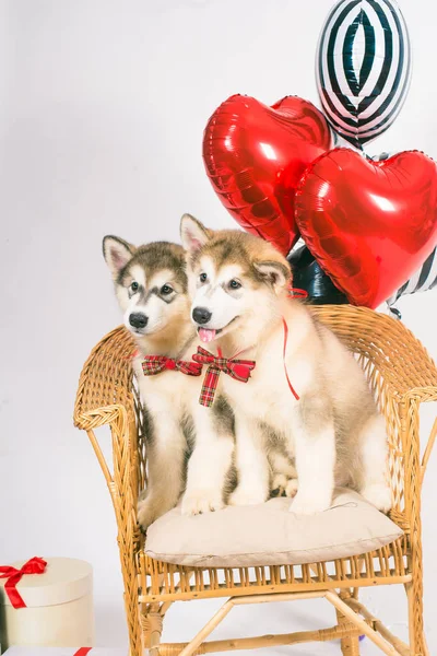 Söta Små Malamute Valpar Vit Bakgrund Med Röda Hjärtan Ballonger — Stockfoto