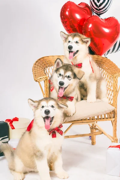 Filhotes Cachorro Malamute Bonitos Fundo Branco Com Balões Corações Vermelhos — Fotografia de Stock