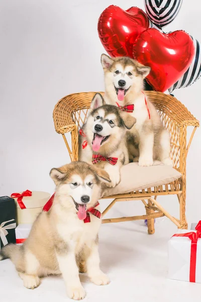 Filhotes Cachorro Malamute Bonitos Fundo Branco Com Balões Corações Vermelhos — Fotografia de Stock