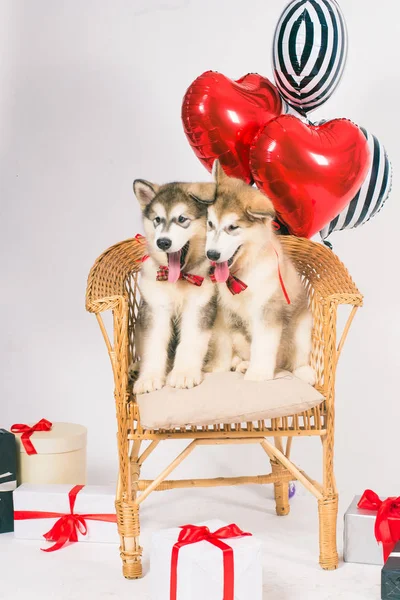 赤いハートバルーンとギフトボックス付きの白い背景にかわいいマラメイト子犬 バレンタインデー — ストック写真