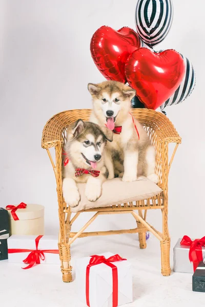 Cute Little Malamute Szczenięta Białym Tle Czerwonymi Sercami Balony Pudełka — Zdjęcie stockowe