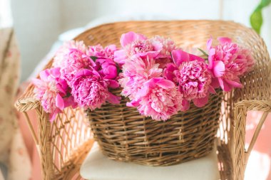 Bahar aylarında güneşli bir odadaki sarmaşıktan güzel pembe bir peonamin koltuğu ile sarmaşık sepetinden gelen hasır.