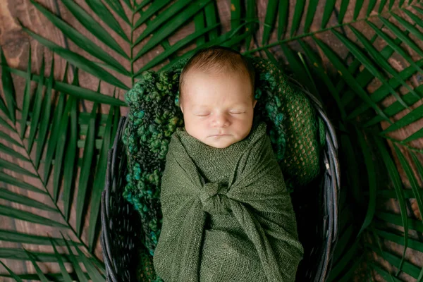 Małe Słodkie Dziecko Śpi Wiklinowym Koszu Winorośli Ozdobionym Zielonymi Liśćmi — Zdjęcie stockowe