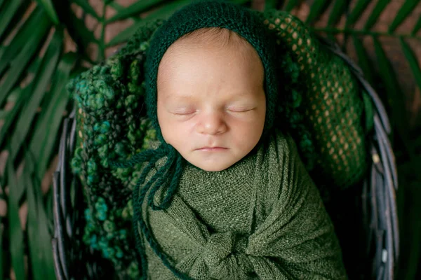 Little Cute Baby Sleeps Wicker Basket Vines Decorated Green Palm — Stock Photo, Image