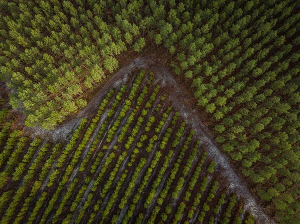 Çam ormanı, yeni çiftlik ve eski, hava manzaralı. — Stok fotoğraf