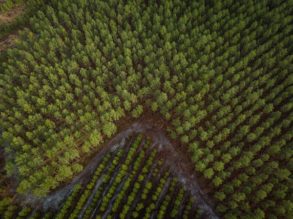 Landas Bosque de pino, Nueva plantación y antigua vista aérea — Foto de Stock