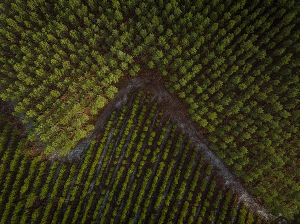 Landes Pine forest, New plantation and old, aerial view — Zdjęcie stockowe