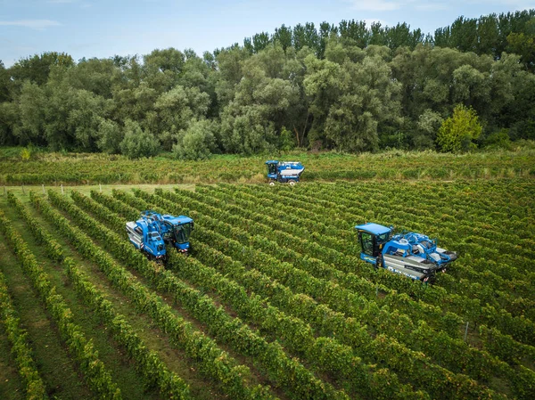 Francia, Gironda, septiembre, 26-2019, cosecha mecánica con cuatro máquinas para la venta, Aoc Bordeaux, Vineyard Bordelais, Gironde, Aquitania — Foto de Stock