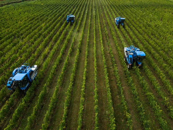 Francie, Gironde, září, 26-2019, Mechanická sklizeň se čtyřmi stroji na prodej, Aoc Bordeaux, Vineyard Bordelais, Gironde, Aquitaine — Stock fotografie