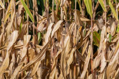 Tarım alanında yeşil yapraklı mısır koçanı büyür.